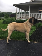 Father of the Mastiff puppies born on 05/08/2018