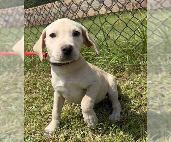 Medium Photo #4 Labrador Retriever Puppy For Sale in Tarrytown, GA, USA