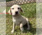 Small #3 Labrador Retriever