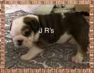 Small Photo #3 Bulldog Puppy For Sale in BELVILLE, NC, USA
