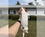 Small #6 Dachshund
