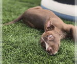 Small #1 American Staffordshire Terrier-Labrador Retriever Mix
