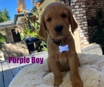 Small #3 Golden Retriever