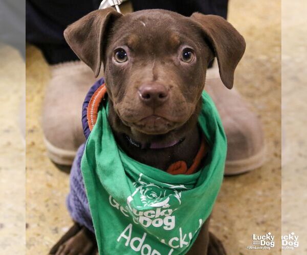 Medium Photo #9 Mutt Puppy For Sale in Washington, DC, USA