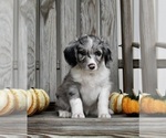 Small Photo #2 Aussiedoodle Puppy For Sale in FREDERICKSBURG, OH, USA