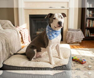 American Pit Bull Terrier-Unknown Mix Dogs for adoption in Rockaway, NJ, USA