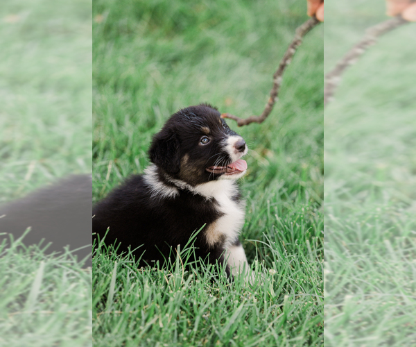 Medium Photo #43 Australian Shepherd Puppy For Sale in ARODA, VA, USA