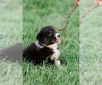 Small Photo #43 Australian Shepherd Puppy For Sale in ARODA, VA, USA