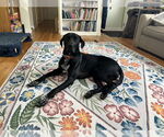 Small #8 Doberman Pinscher-Great Pyrenees Mix