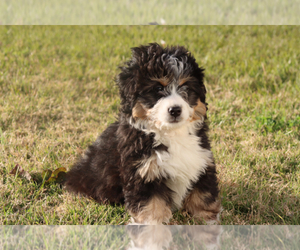 Bernedoodle Puppy for sale in ITASCA, TX, USA