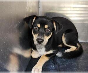Mutt Dogs for adoption in San Antonio, TX, USA