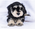 Puppy Molly Schnauzer (Miniature)