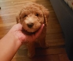 Small Photo #1 Poodle (Miniature) Puppy For Sale in PENSACOLA, FL, USA