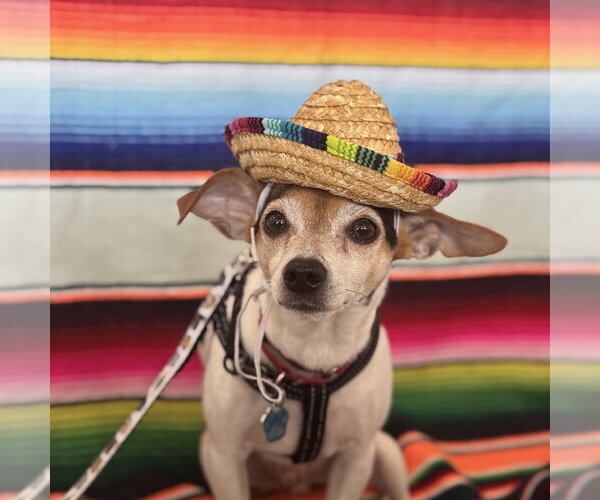 Medium Photo #13 Chihuahua-Unknown Mix Puppy For Sale in Mundelein, IL, USA