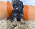 Cordell - Female Bernedoodle (Miniature) Puppy for Sale - Photo #2