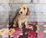 Small #6 Goldendoodle mix (+ Poodle Miniature)