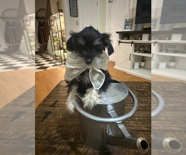 Medium Photo #27 Schnoodle (Miniature) Puppy For Sale in DINWIDDIE, VA, USA