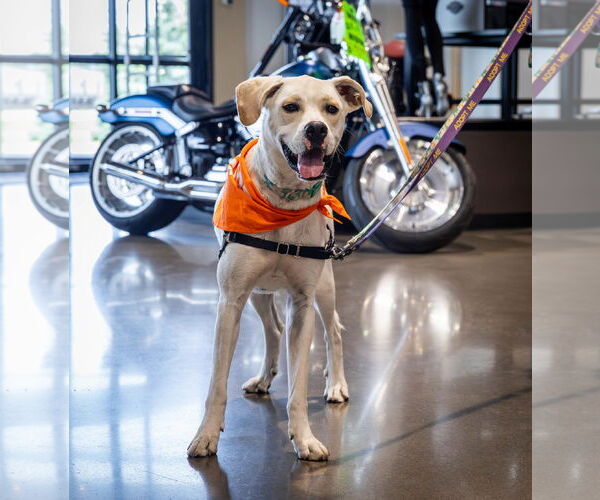 Medium Photo #14 Boxador Puppy For Sale in Princeton, MN, USA