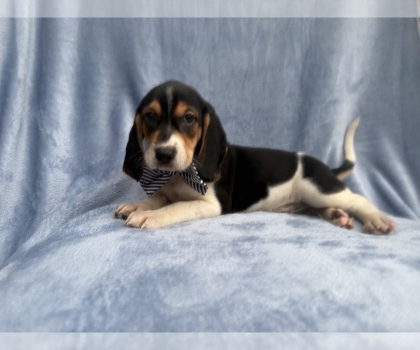 Medium Photo #4 Beagle Puppy For Sale in LAKELAND, FL, USA