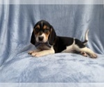 Small #3 Beagle