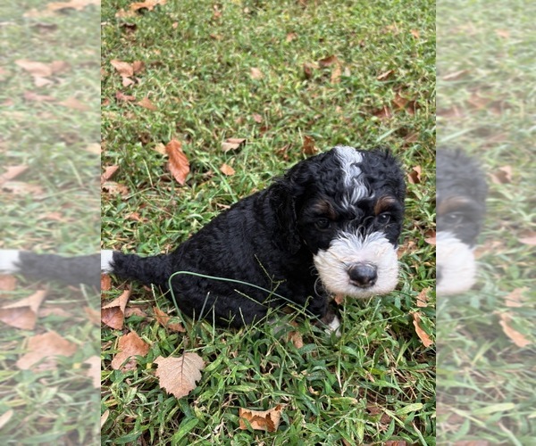 Medium Photo #2 Bernedoodle (Miniature) (+ Poodle Miniature) Puppy For Sale in TRAVELERS REST, SC, USA