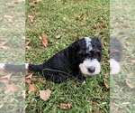 Small Photo #5 Bernedoodle (Miniature) (+ Poodle Miniature) Puppy For Sale in TRAVELERS REST, SC, USA