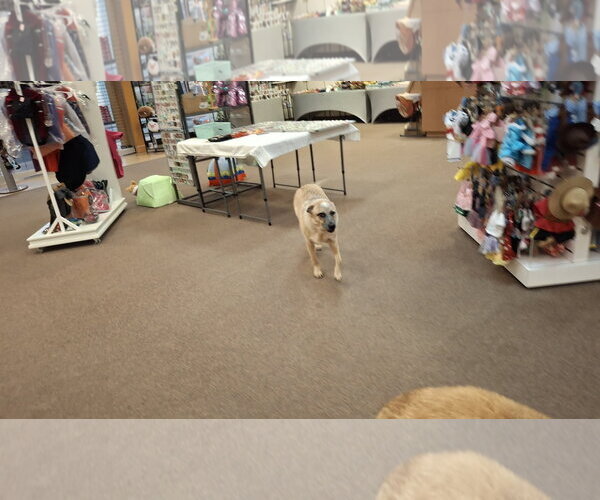 Medium Photo #9 Mutt Puppy For Sale in Sebec, ME, USA