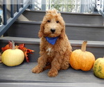 Small #1 Goldendoodle (Miniature)