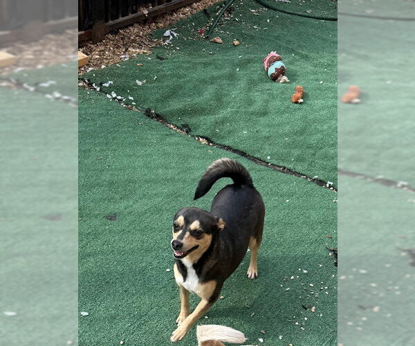 Medium Photo #7 Chiweenie Puppy For Sale in Wakefield, RI, USA