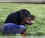 Small Photo #51 Rottweiler Puppy For Sale in OAK GLEN, CA, USA