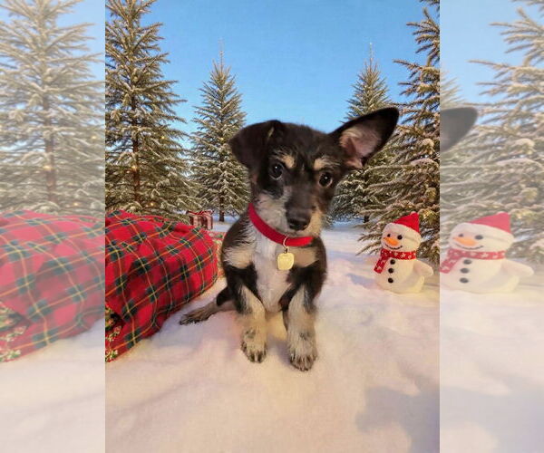 Medium Photo #2 Toxirn Puppy For Sale in Phoenix, AZ, USA