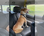 Small #1 American Pit Bull Terrier Mix