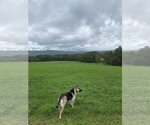 Small #2 German Shepherd Dog