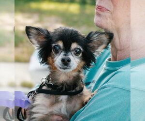 Zeus & Scruffy - Adoption Pending!! - Male Chihuahua-Unknown Mix Dog for Adoption - Photo #3
