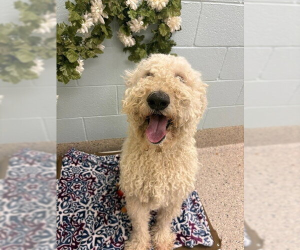 Medium Photo #1 Poodle (Standard) Puppy For Sale in Brighton, CO, USA