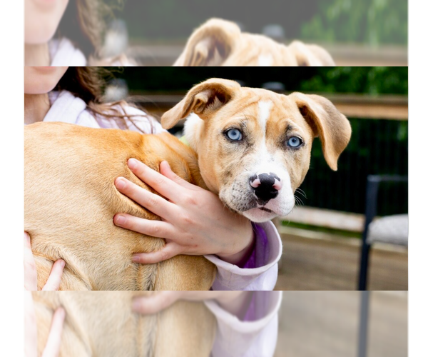 Medium Photo #9 Labrador Retriever-Unknown Mix Puppy For Sale in Brewster, NY, USA