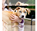 Small #8 Labrador Retriever Mix
