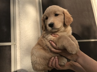 Golden Retriever Puppy for sale in EL PASO, TX, USA