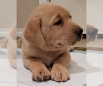 Small #7 Labrador Retriever