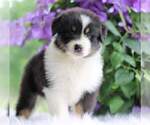 Small Photo #7 Australian Shepherd Puppy For Sale in DANVILLE, PA, USA