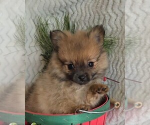 Pomeranian Puppy for sale in JASONVILLE, IN, USA