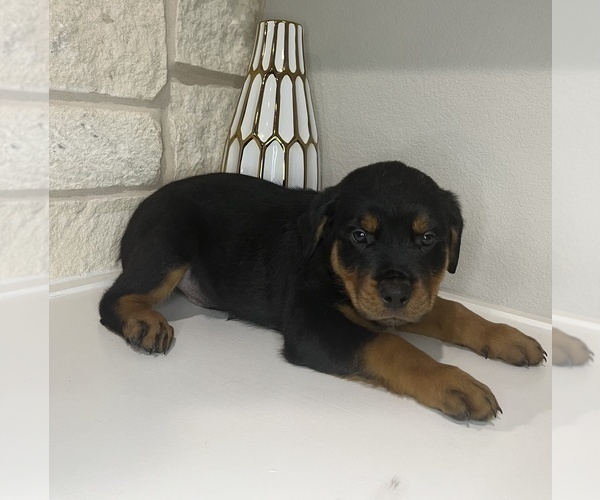 Medium Photo #4 Rottweiler Puppy For Sale in FORT WORTH, TX, USA