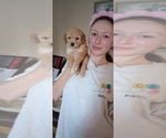 Puppy Puppy 2 Zoya Poodle (Miniature)