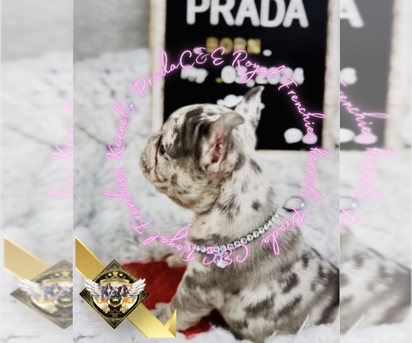 Medium Photo #4 French Bulldog Puppy For Sale in ATHENS, GA, USA