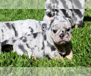 Olde English Bulldogge Puppy for sale in EUSTIS, FL, USA