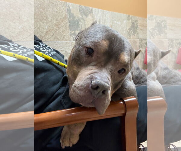 Medium Photo #4 Mutt Puppy For Sale in Jefferson, WI, USA