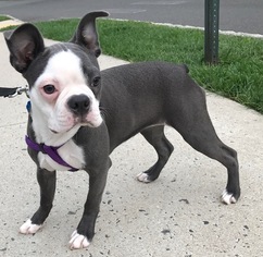 Boston Terrier Puppy for sale in RIVERTON, NJ, USA