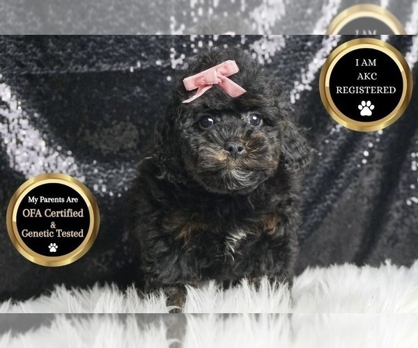 Medium Photo #6 Poodle (Toy) Puppy For Sale in WARSAW, IN, USA
