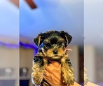 Puppy 2 Yorkshire Terrier