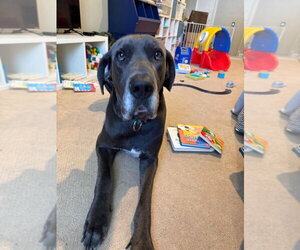 Bruno - Male Great Dane Dog for Adoption - Photo #2